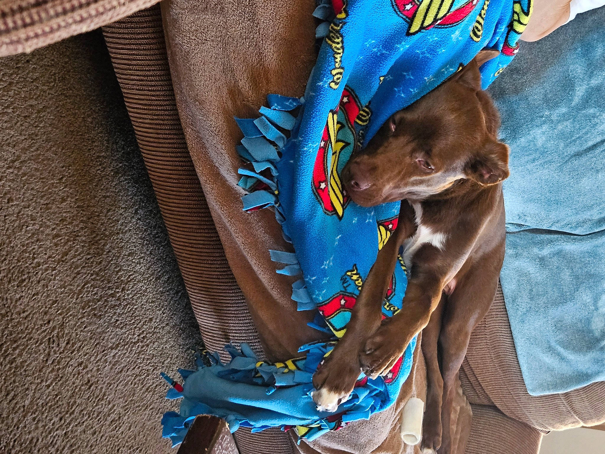 Howie joined the competition — help win amazing prizes! blue, brown, carnivore, collar, companion_dog, dog, dog_breed, dog_clothes, dog_supply, electric_blue, fashion_accessory, fawn, leash, liver, sleeve, sporting_group, t_shirt, textile, working_animal