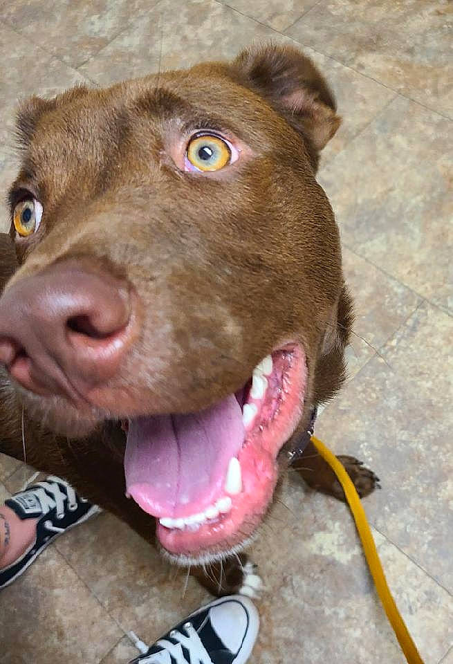 Howie is registered to the contest to win money with this photo: canidae, carnivore, collar, companion_dog, dog, dog_breed, dog_collar, fashion_accessory, fawn, fur, leash, liver, non_sporting_group, pet_supply, snout, sporting_group, terrestrial_animal, whiskers, working_animal, wrinkle