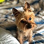 animal, bed, blanket, canine, close_up, cozy, cute, dog, ears, eyes, fur, furry, indoor, mammal, pet, portrait, resting, small_dog, soft_light, warm