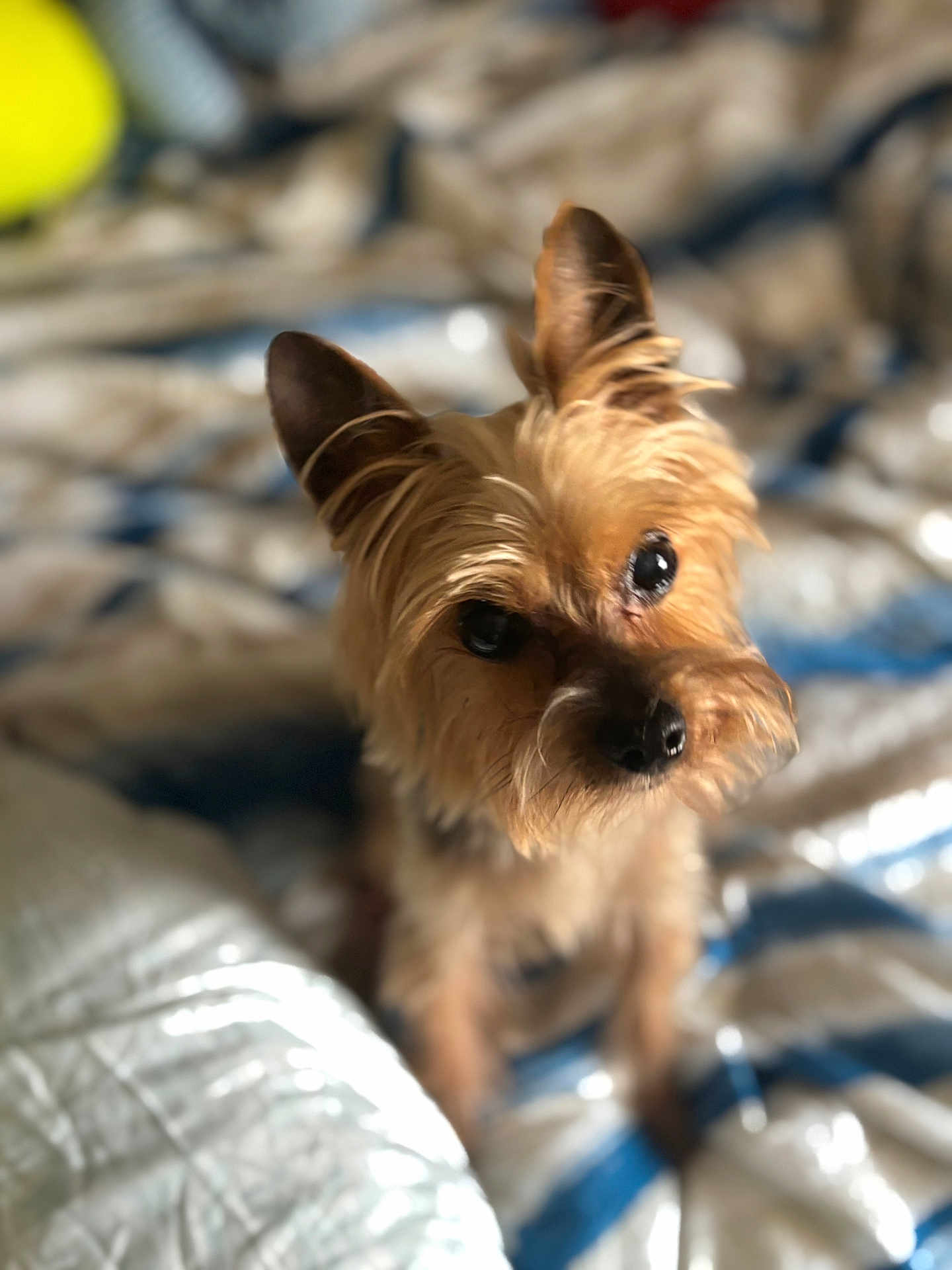 Pooch