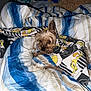 dog, small_dog, blanket, bedding, striped, blue, beige, cartoon, cozy, cute, pet, fur, lying_down, indoors, comfort, sleepy, snug, warm, fabric, resting
