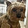 Pooch