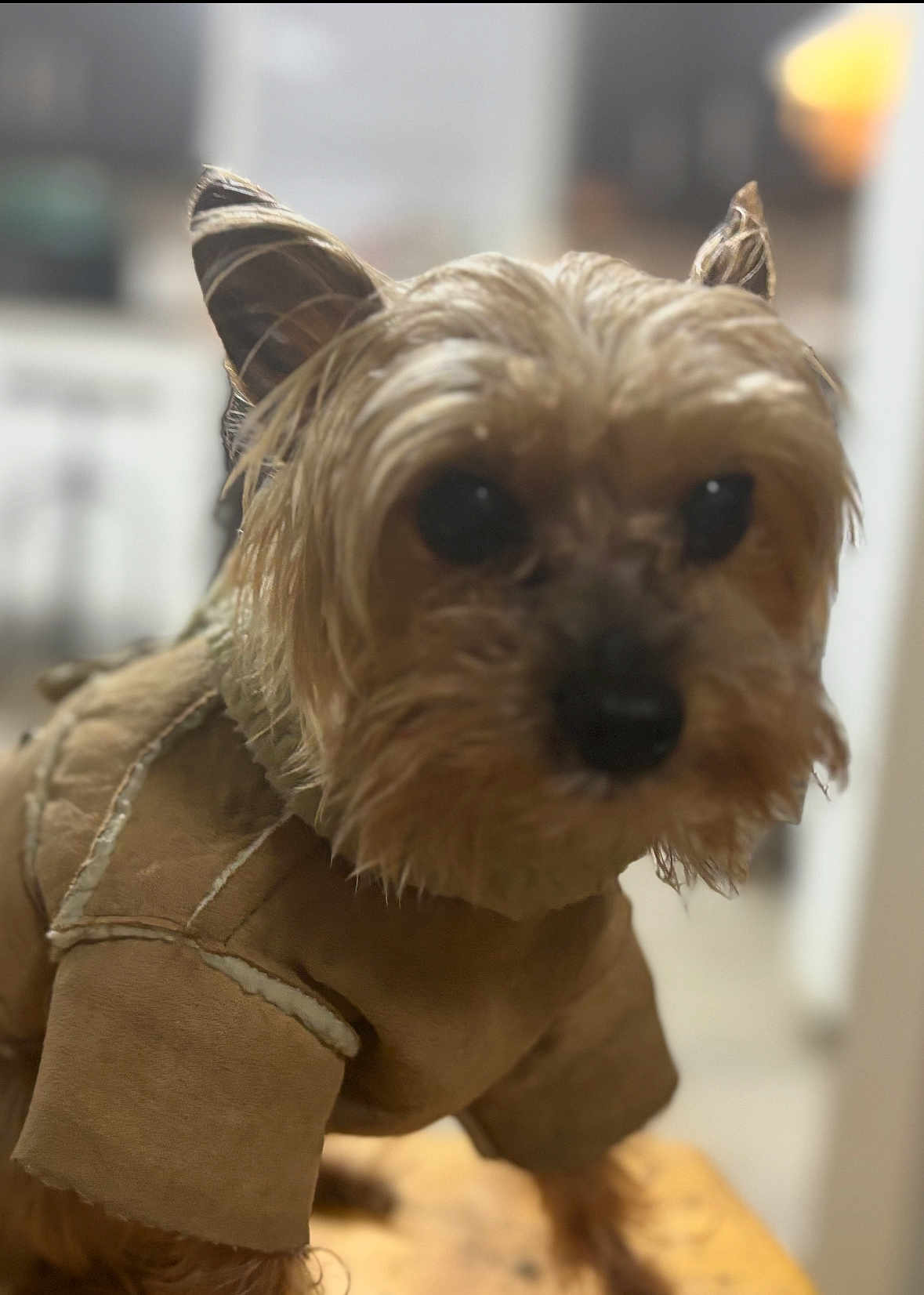 Pooch