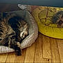 cat, dog, sleeping, pet_bed, yellow_cushion, wooden_floor, fluffy, tabby_cat, small_dog, cozy, indoor, resting, fur, peaceful, pets, animal, domestic, relaxing, cute, napping