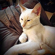 Yeti joined the competition — help win amazing prizes! animal, blanket, cat, closeup, comfort, cozy, domestic_animal, ears, feline, fur, indoor, living_room, paw, pet, relaxed, resting, sleepy, soft_texture, whiskers, white_cat