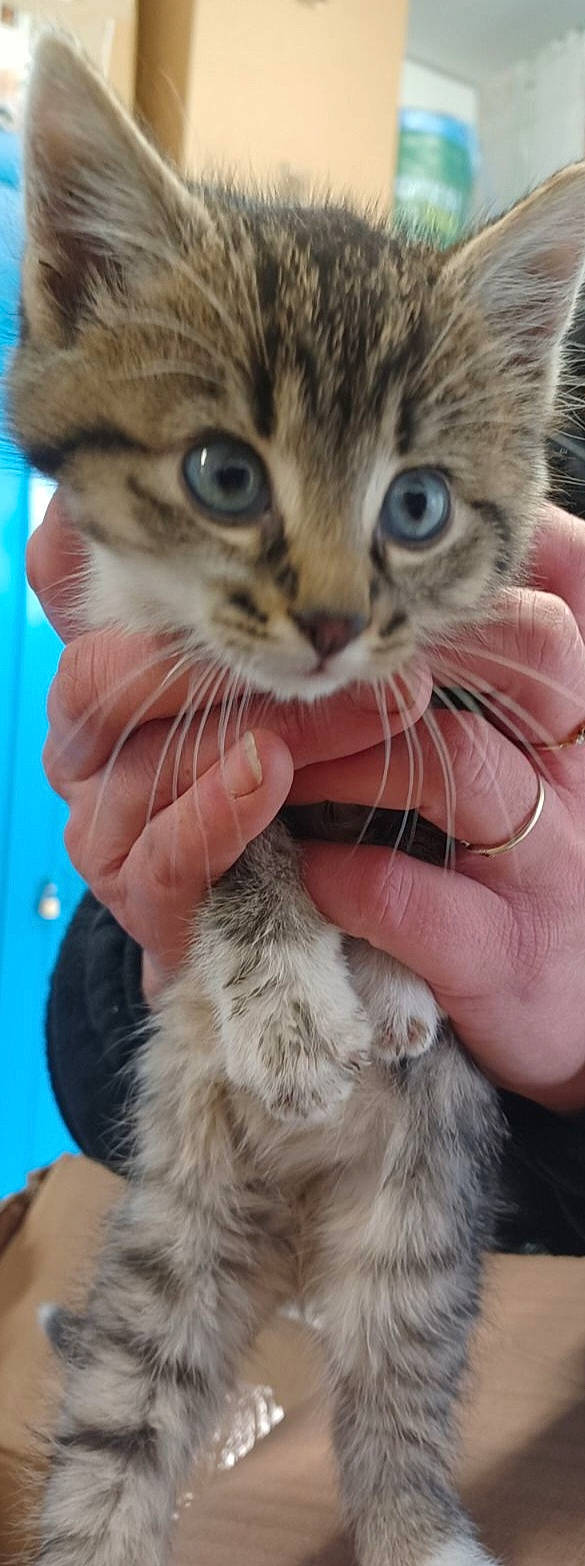 Myla participe au concours pour gagner de l'argent avec cette photo : carnivore, cat, claw, domestic_short_haired_cat, felidae, finger, fur, gesture, grass, nail, photography, small_to_medium_sized_cats, snout, terrestrial_animal, thumb, vertebrate, whiskers