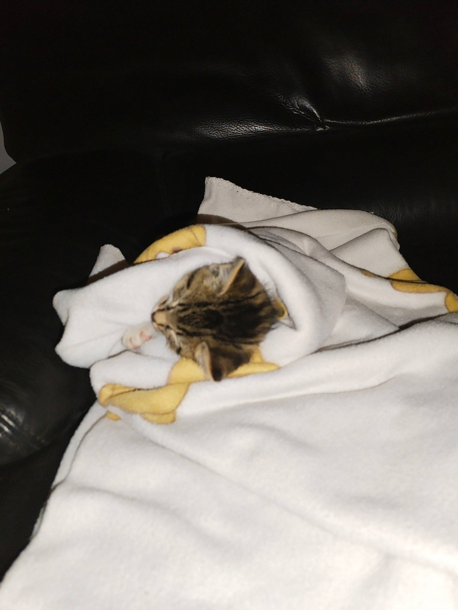 Myla participe au concours pour gagner de l'argent avec cette photo : bat, bed, bed_sheet, bedding, bedroom, blanket, comfort, duvet, felidae, fur, grey, linens, nap, paw, room, safety_glove, sleep, sleeve, small_to_medium_sized_cats, tail