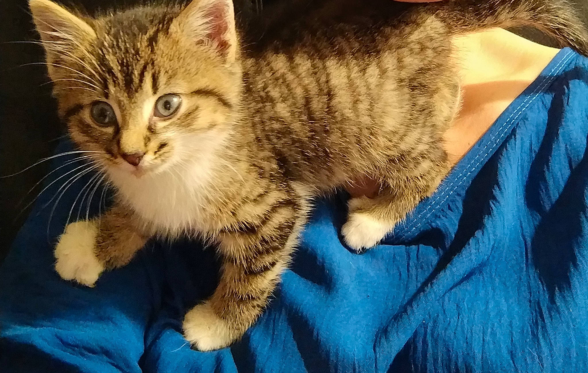 Myla a rejoint le concours — aidez-le/la à gagner de superbes lots ! carnivore, cat, claw, domestic_short_haired_cat, electric_blue, eye, fawn, felidae, fur, gesture, paw, sitting, small_to_medium_sized_cats, snout, tail, whiskers, window