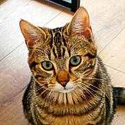 Cookie participe au concours pour gagner de l'argent avec cette photo : cat, tabby, pet, animal, indoor, wooden_floor, furniture, ears, whiskers, green_eyes, close_up, looking_at_camera, striped, fur, cute, domestic_cat, sitting, portrait, curious, young_cat