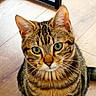 cat, tabby, pet, animal, indoor, wooden_floor, furniture, ears, whiskers, green_eyes, close_up, looking_at_camera, striped, fur, cute, domestic_cat, sitting, portrait, curious, young_cat