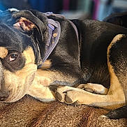 Mylo Rosco Wright joined the competition — help win amazing prizes! animal, background_blur, black_fur, brown_carpet, close_up, collar, companion, cozy, cute, dog, fur_texture, indoor, paws, pet, relaxed, resting, sleeping, soft_light, tan_fur, two_dogs