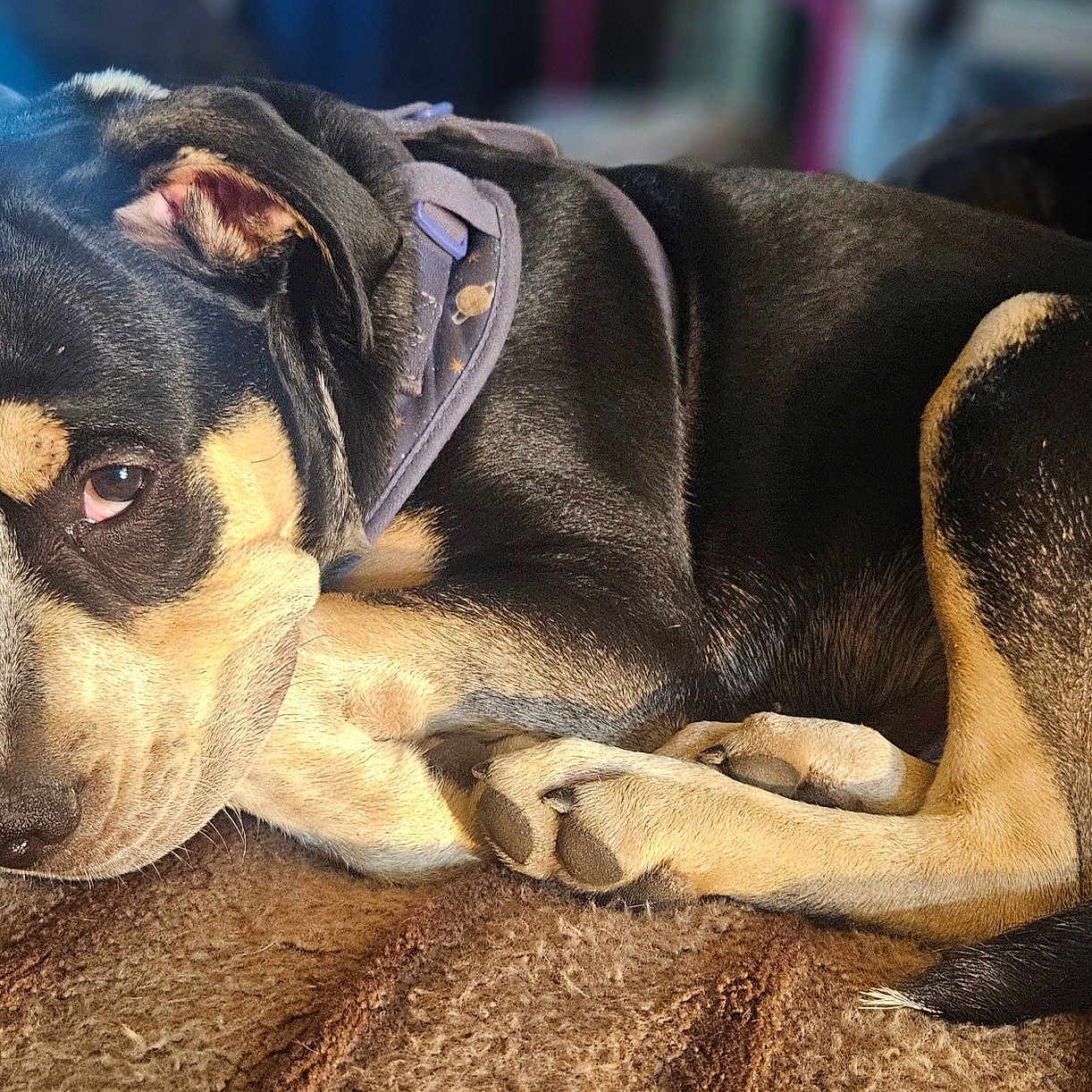 Mylo Rosco Wright joined the competition — help win amazing prizes! animal, background_blur, black_fur, brown_carpet, close_up, collar, companion, cozy, cute, dog, fur_texture, indoor, paws, pet, relaxed, resting, sleeping, soft_light, tan_fur, two_dogs