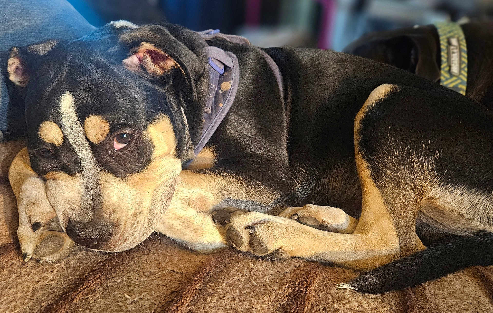 Mylo Rosco Wright joined the competition — help win amazing prizes! animal, background_blur, black_fur, brown_carpet, close_up, collar, companion, cozy, cute, dog, fur_texture, indoor, paws, pet, relaxed, resting, sleeping, soft_light, tan_fur, two_dogs