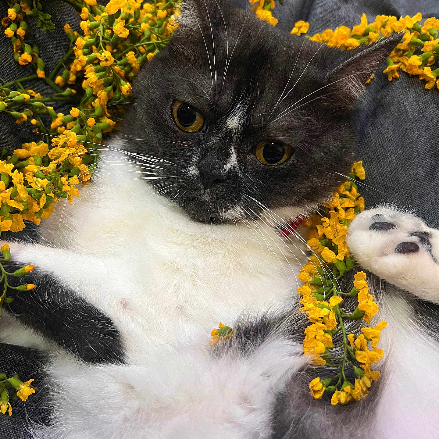 Charcoal joined the competition — help win amazing prizes! animal, cat, daisy, face, flower, flowerarrangement, flowerbouquet, head, herbal, herbs, kitten, manx, person, pet, petal, photography, plant, portrait, pottedplant, sunflower