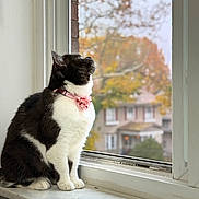 Charcoal is registered to the contest to win money with this photo: cat, feline, pet, black_and_white, pink_collar, flower_collar, windowsill, window, looking_up, portrait, whiskers, indoor, home, marble_sill, bokeh, autumn, blurred_background, house, cozy, curiosity