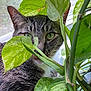 cat, tabby, green_leaves, houseplant, window, indoor, curious, animal, pet, feline, whiskers, fur, nature, closeup, eyes, plant_stem, leaf, domestic_cat, relaxing, daylight