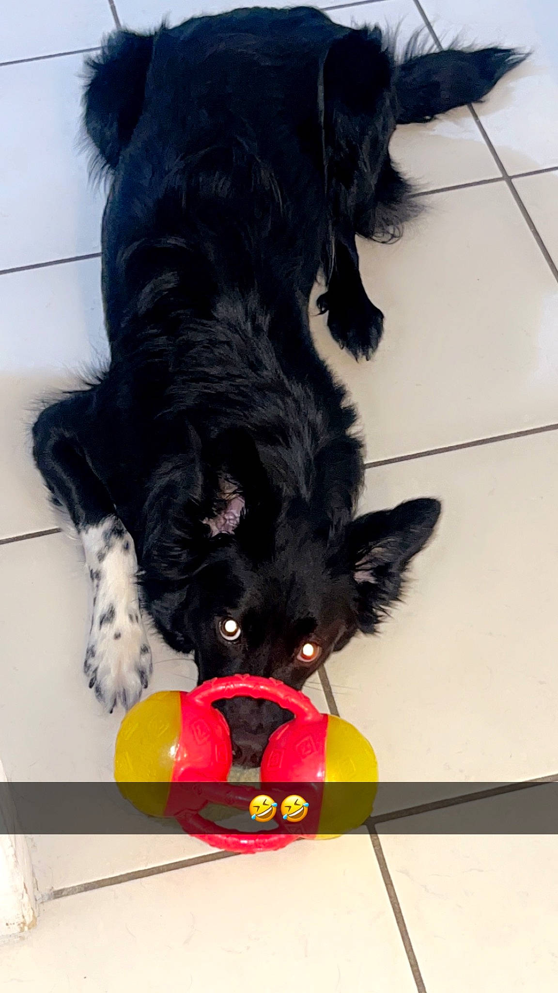 Belle a rejoint le concours — aidez-le/la à gagner de superbes lots ! canidae, carnivore, claw, comfort, companion_dog, dog, dog_breed, dog_collar, dog_supply, flooring, fur, paw, snout, sporting_group, tail, working_animal, working_dog