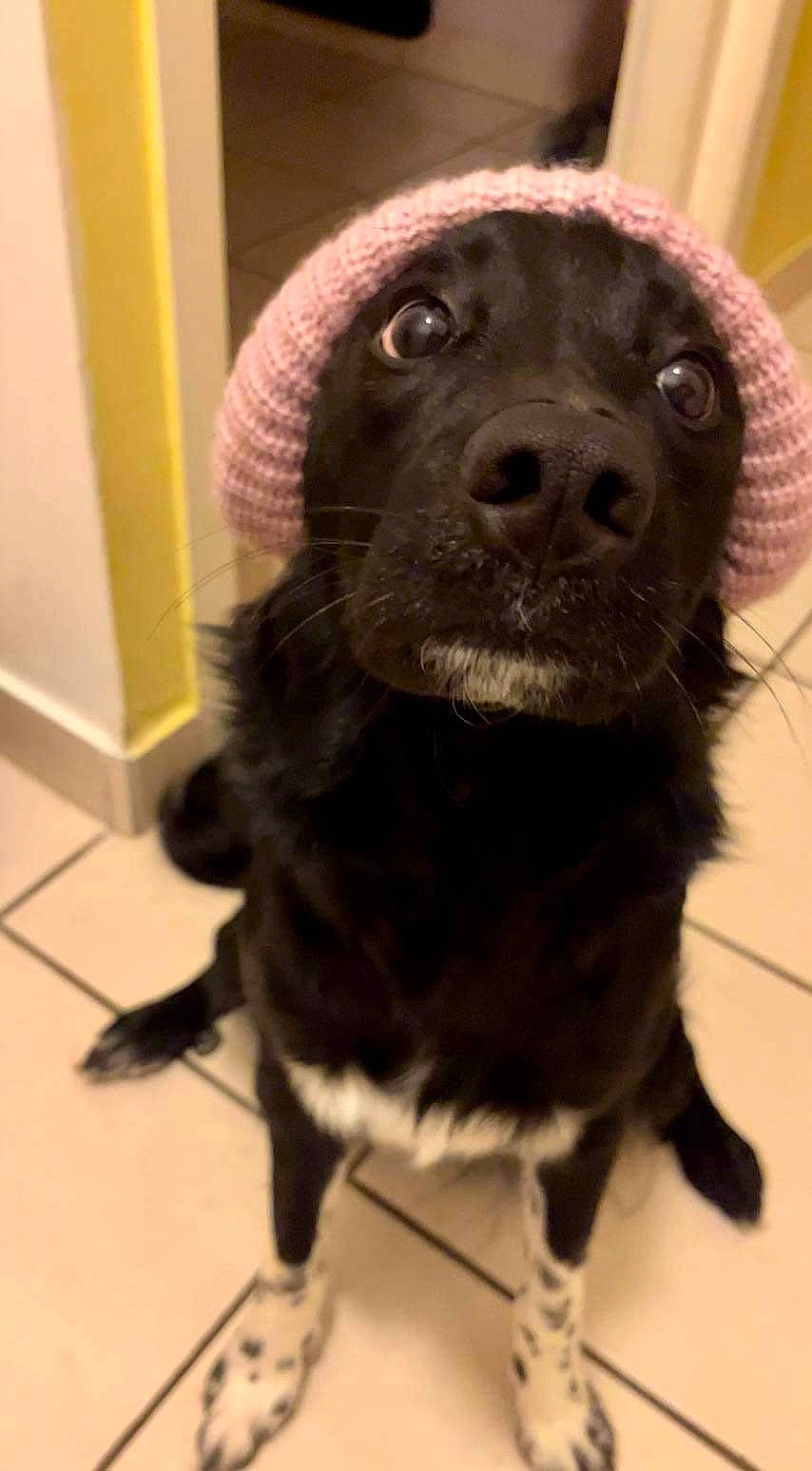 Belle a rejoint le concours — aidez-le/la à gagner de superbes lots ! borador, canidae, carnivore, collar, companion_dog, dog, dog_breed, dog_collar, fawn, flooring, fur, gun_dog, liver, non_sporting_group, retriever, snout, sporting_group, terrestrial_animal, whiskers, working_animal