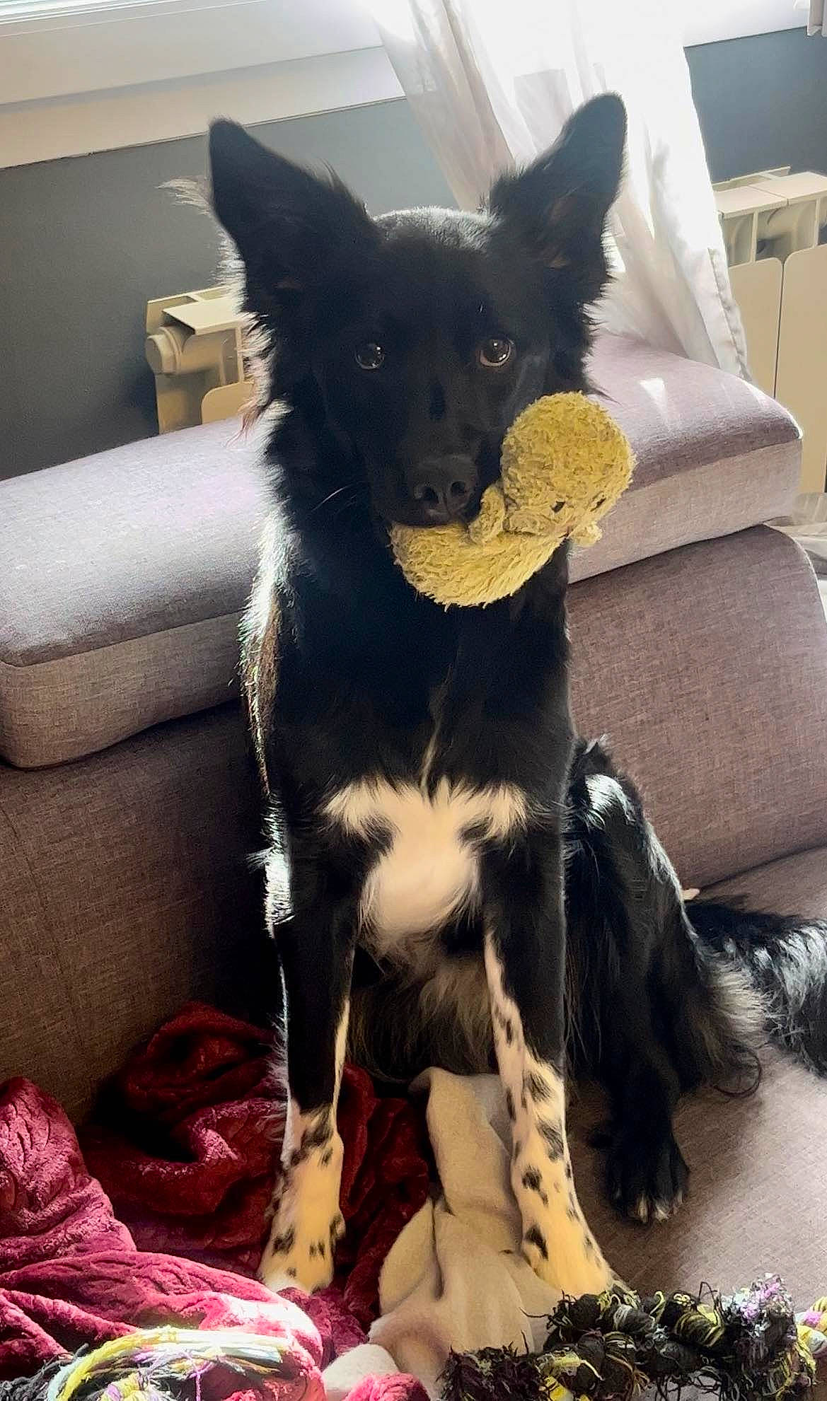 Belle participe au concours pour gagner de l'argent avec cette photo : canidae, carnivore, comfort, companion_dog, couch, dog, dog_breed, dog_supply, ear, fur, herding_dog, non_sporting_group, sitting, snout, sporting_group, tail, toy_dog, whiskers, working_animal, working_dog