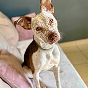 Joy participe au concours pour gagner de l'argent avec cette photo : dog, pet, canine, spotted, ears, couch, pillow, indoor, tile_floor, head_tilt, looking_at_camera, brown_and_white, domestic_animal, sitting, fur, companion, cute, animal, portrait, friendly