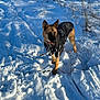 dog, snow, winter, outdoor, leash, jacket, canine, animal, cold, nature, daylight, fur, snout, ears, standing, snowy_ground, playful, pet, walking, winter_clothing