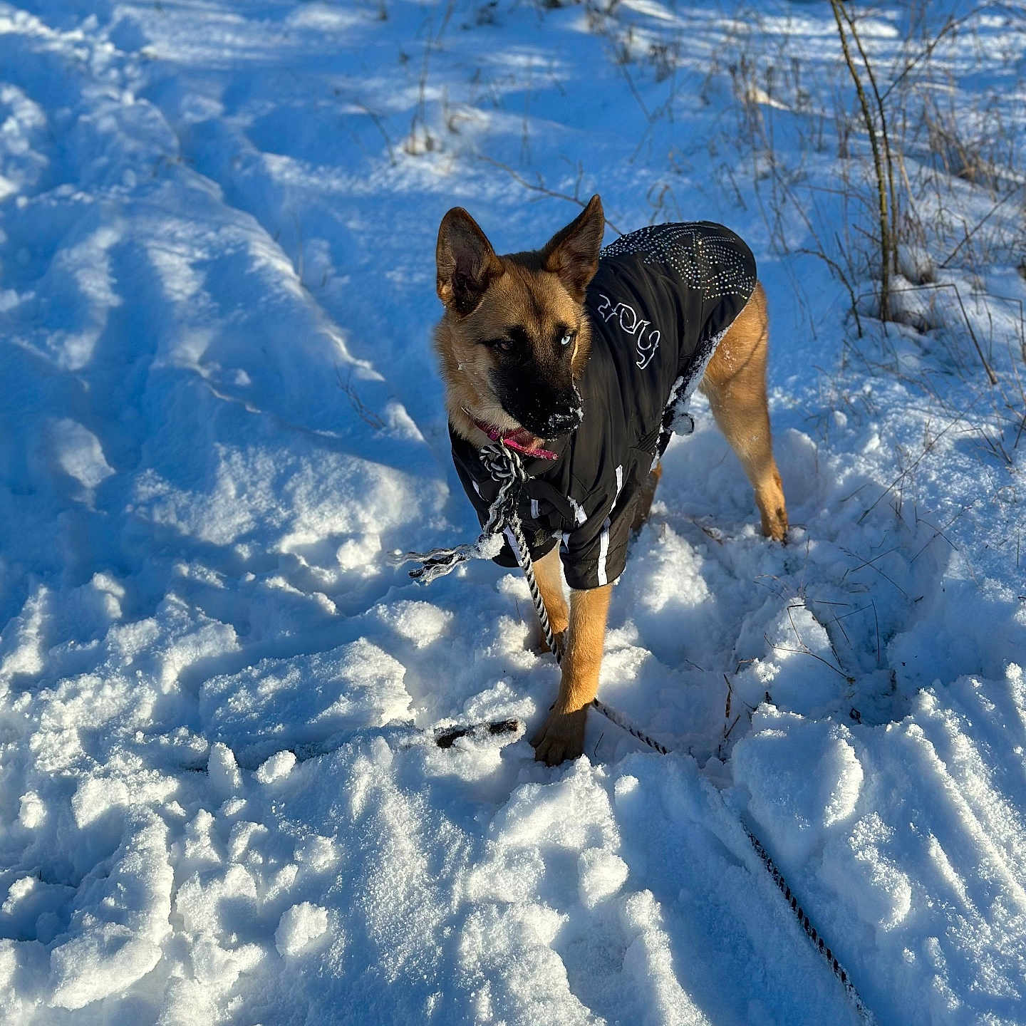 Tyson a rejoint le concours — aidez-le/la à gagner de superbes lots ! animal, canine, cold, daylight, dog, ears, fur, jacket, leash, nature, outdoor, pet, playful, snout, snow, snowy_ground, standing, walking, winter, winter_clothing