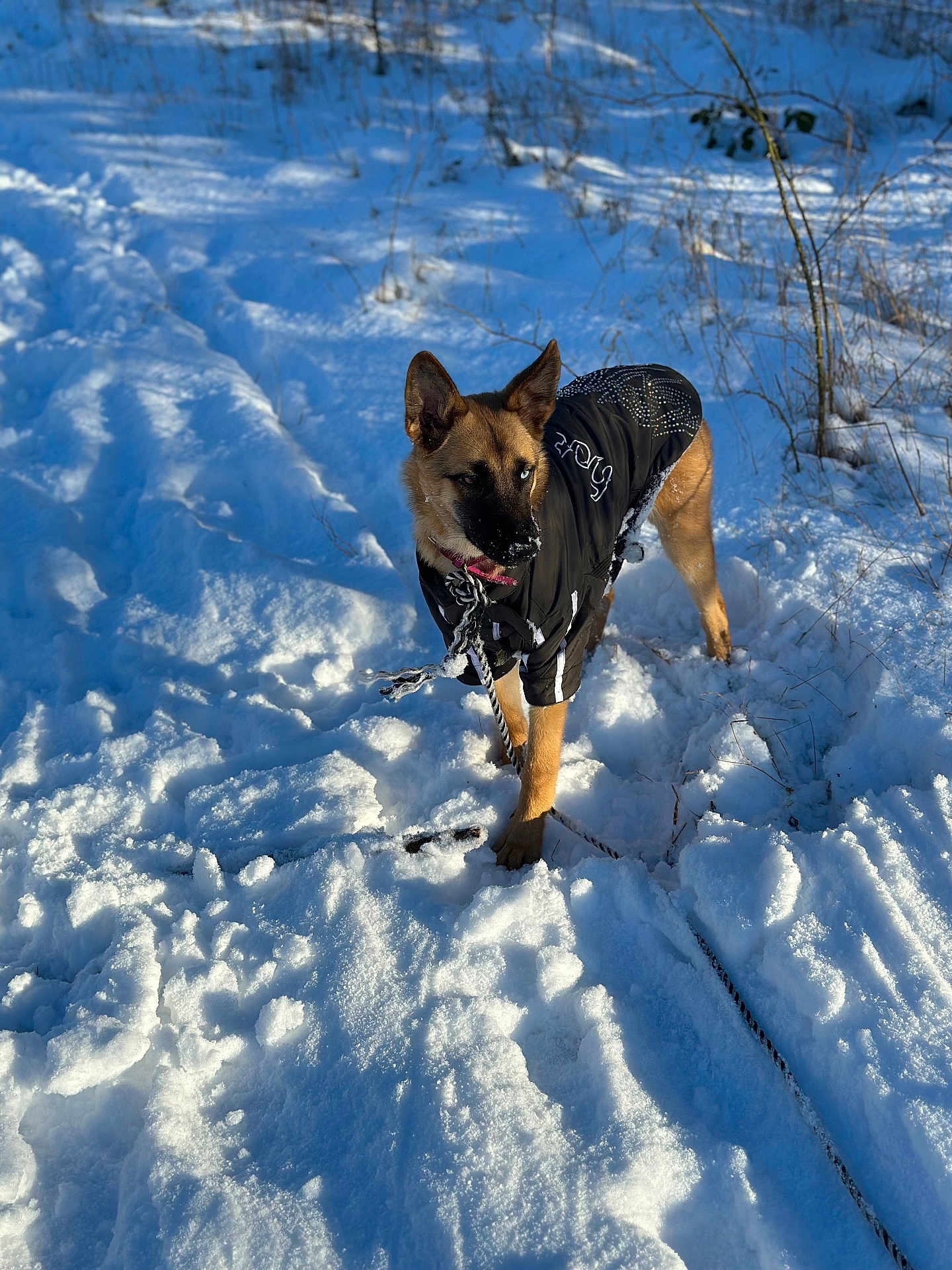 Tyson a rejoint le concours — aidez-le/la à gagner de superbes lots ! dog, snow, winter, outdoor, leash, jacket, canine, animal, cold, nature, daylight, fur, snout, ears, standing, snowy_ground, playful, pet, walking, winter_clothing