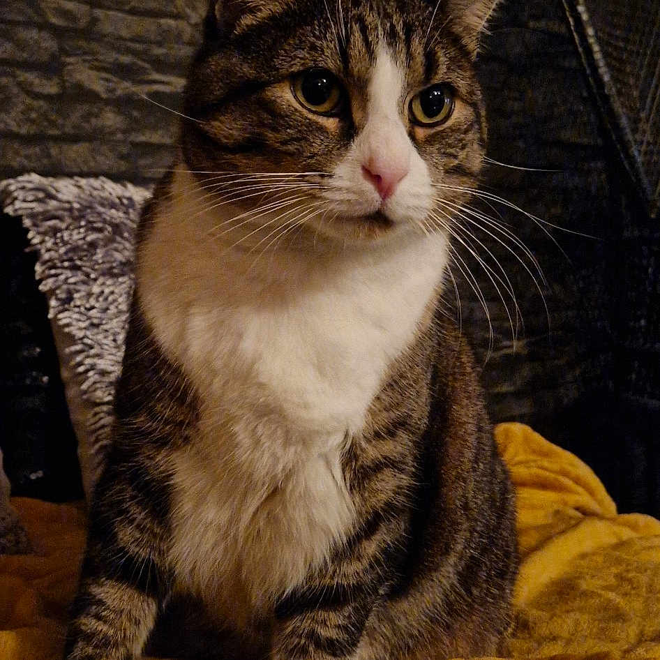 Robinou