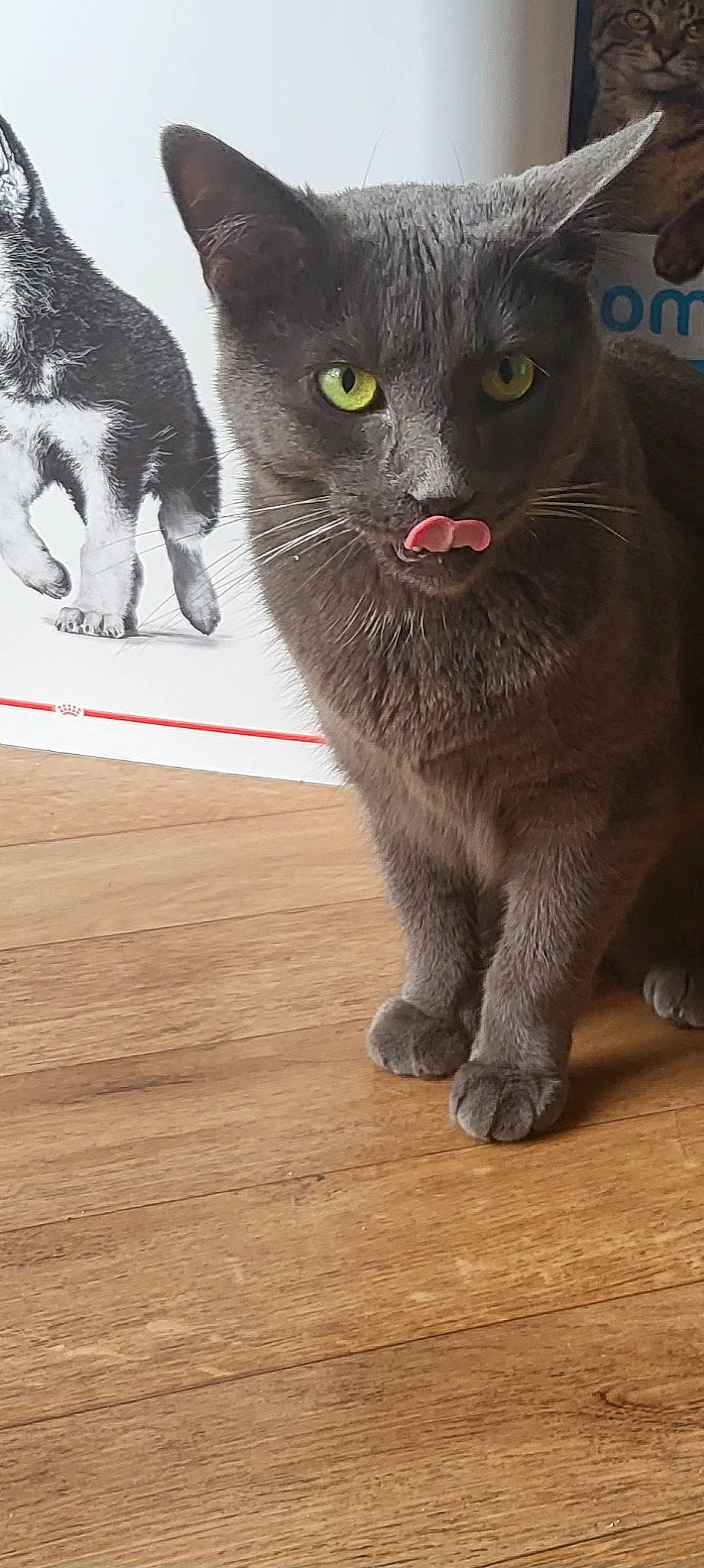 Gucci a rejoint le concours — aidez-le/la à gagner de superbes lots ! black_cat, carnivore, cat, domestic_short_haired_cat, felidae, flooring, fur, grey, hardwood, laminate_flooring, mammal, paw, small_to_medium_sized_cats, snout, tail, terrestrial_animal, whiskers, window, wood, wood_flooring