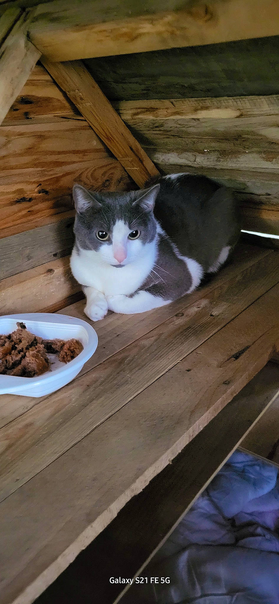 Gucci participe au concours pour gagner de l'argent avec cette photo : animal_feed, box, carnivore, cat, cat_food, cat_supply, domestic_short_haired_cat, felidae, food, fur, hardwood, pet_food, pet_supply, small_animal_food, small_to_medium_sized_cats, table, tableware, tail, whiskers, wood