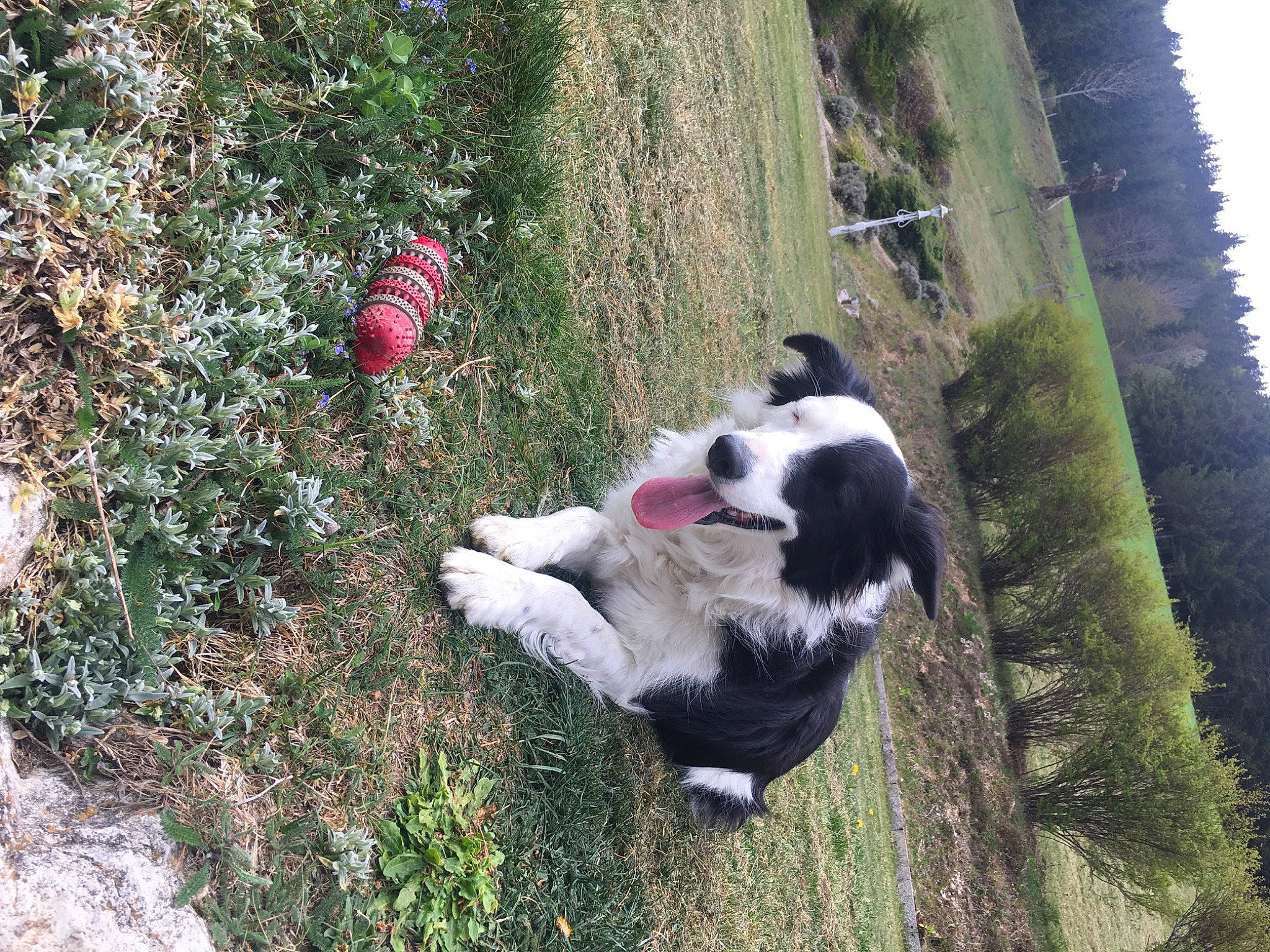 Kira participe au concours pour gagner de l'argent avec cette photo : border_collie, canidae, carnivore, dog, dog_breed, sporting_group, stabyhoun, tornjak