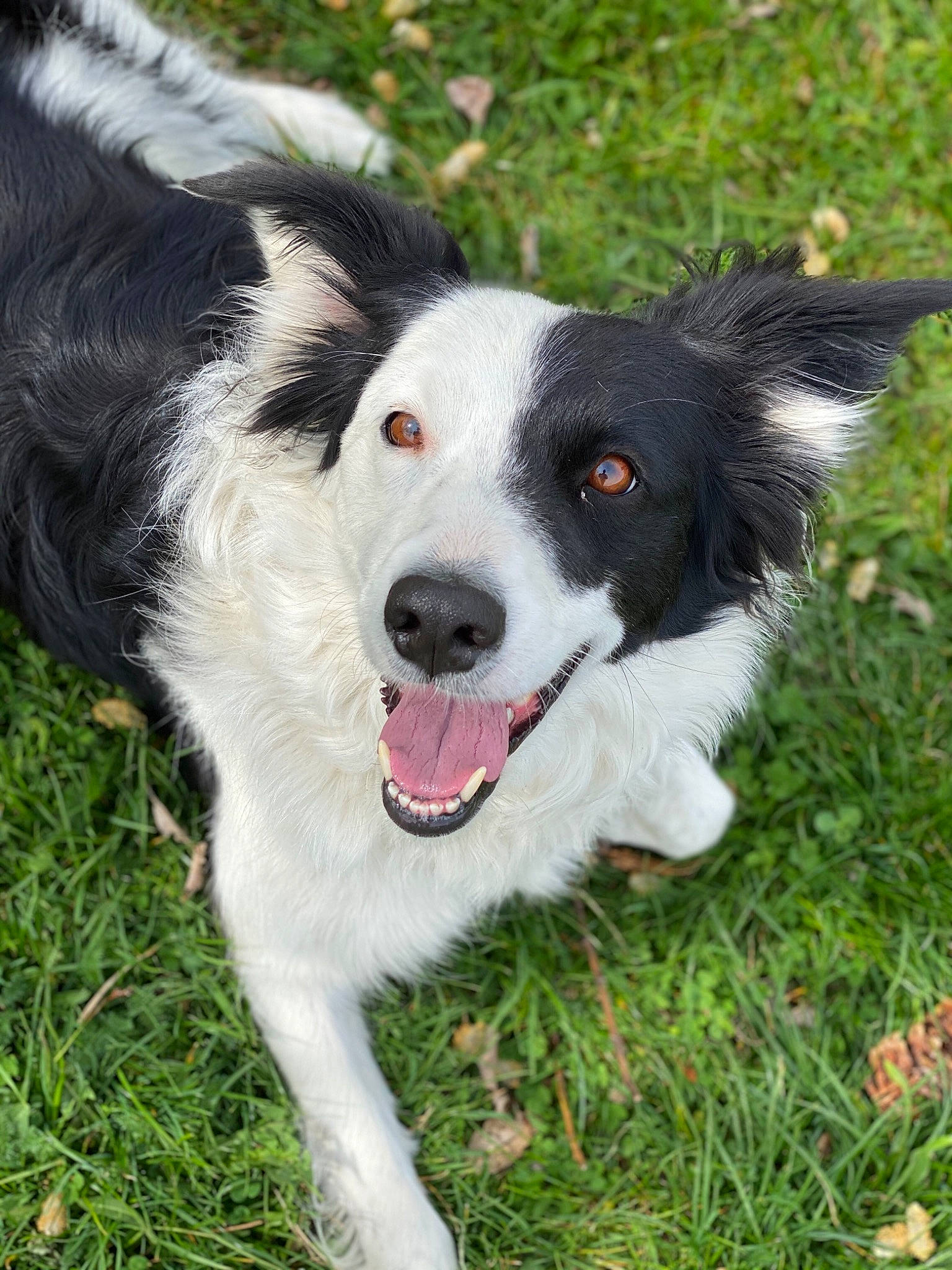 Kira a rejoint le concours — aidez-le/la à gagner de superbes lots ! australian_collie, border_collie, canidae, carnivore, companion_dog, dog, dog_breed, english_shepherd, grass, herding_dog, mammal, mcnab, rare_breed_dog, snout, sporting_group, stabyhoun, vertebrate, welsh_sheepdog, working_dog