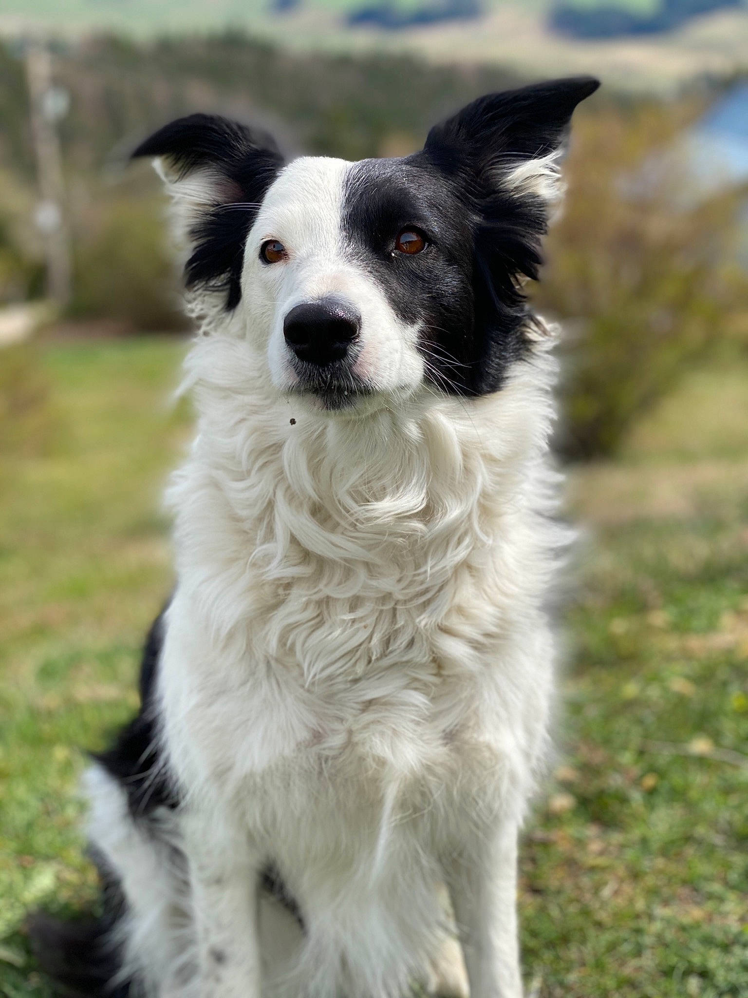 Kira a rejoint le concours — aidez-le/la à gagner de superbes lots ! australian_collie, border_collie, canidae, carnivore, companion_dog, dog, dog_breed, herding_dog, mammal, mcnab, rare_breed_dog, snout, sporting_group, stabyhoun, vertebrate, welsh_sheepdog, working_dog