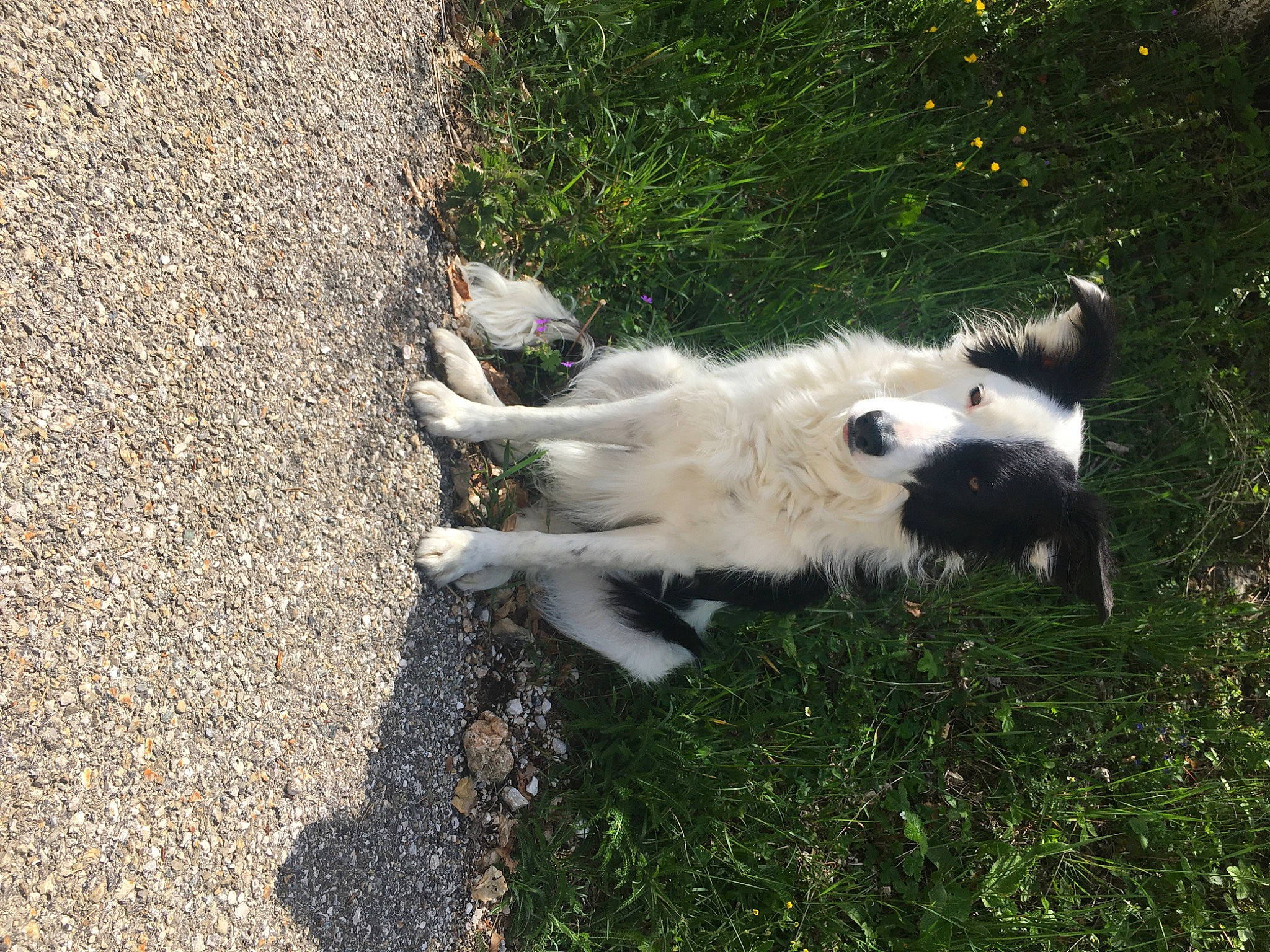 Kira a rejoint le concours — aidez-le/la à gagner de superbes lots ! canidae, carnivore, dog, dog_breed, karakachan_dog, livestock_guardian_dog, mammal, sporting_group, tornjak, vertebrate