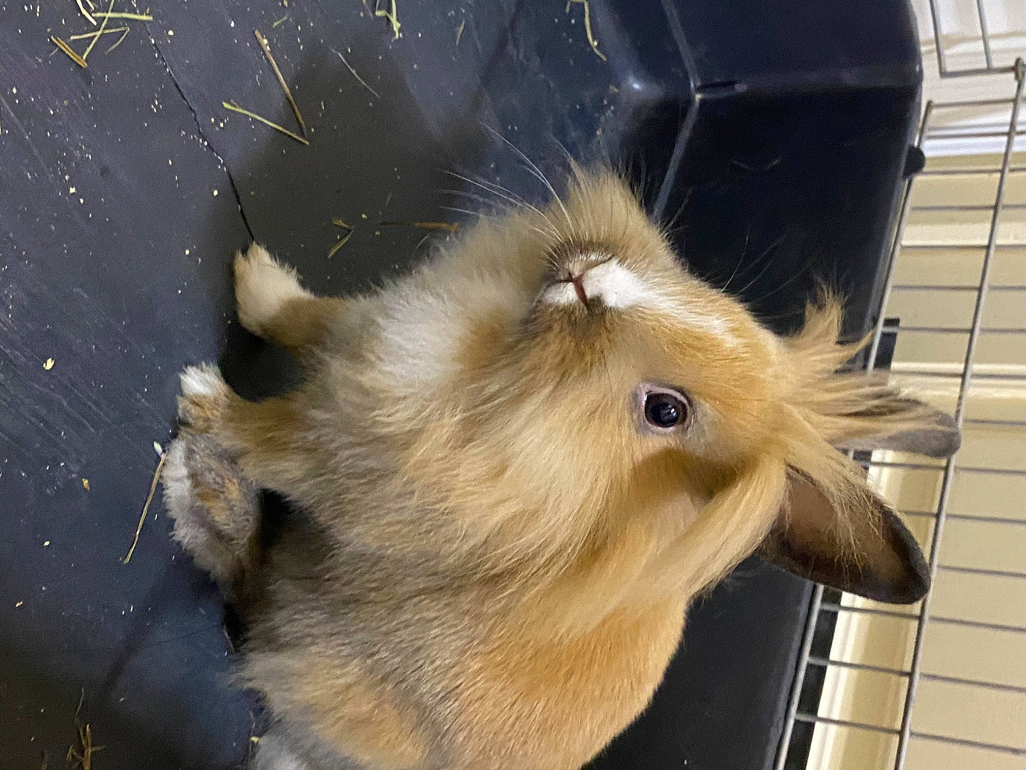 Peluche participe au concours pour gagner de l'argent avec cette photo : canidae, fawn, fur, snout, whiskers