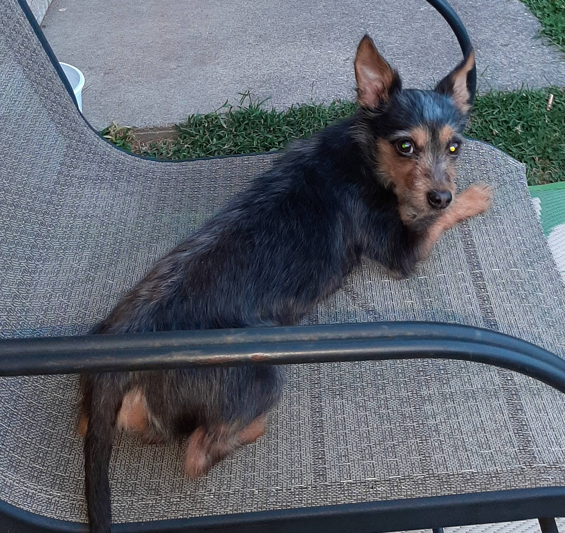 Buster joined the competition — help win amazing prizes! canidae, carnivore, companion_dog, dog, dog_breed, fawn, fur, grass, mesh, pet_supply, plant, prazsky_krysarik, snout, tail, terrestrial_animal, toy_dog, whiskers, windshield, working_dog