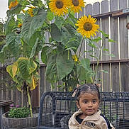 Amelia-Allena is registered to the contest to win money with this photo: child, toddler, portrait, sitting, garden, sunflowers, flowers, plants, outdoor, backyard, fence, bench, metal_furniture, potted_plant, greenery, beige_tracksuit, puma_clothing, calm, sunlight, family_photo
