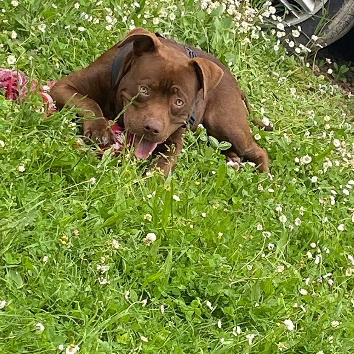 Lascau a rejoint le concours — aidez-le/la à gagner de superbes lots ! animal, brown_dog, canine, car, closeup, daylight, dog, field, flora, flowers, grass, greenery, happy, leaves, nature, outdoor, pet, playful, tire, tongue_out