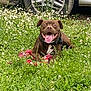 dog, brown_dog, grass, flowers, toy, car_tire, happy, tongue_out, outdoor, nature, playful, pet, canine, smiling, greenery, field, animal, summer, daylight, lying_down