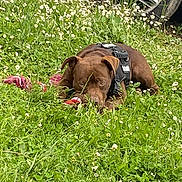 Lascau a rejoint le concours — aidez-le/la à gagner de superbes lots ! dog, brown_dog, grass, flowers, greenery, toy, rope_toy, outdoor, pet, animal, lying_down, canine, nature, field, harness, tire, car, plant, leaf, summer