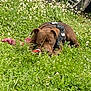 dog, brown_dog, grass, flowers, greenery, toy, rope_toy, outdoor, pet, animal, lying_down, canine, nature, field, harness, tire, car, plant, leaf, summer