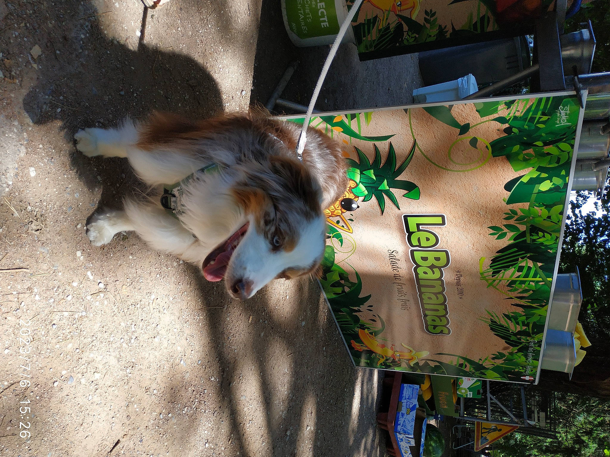 Madison participe au concours pour gagner de l'argent avec cette photo : collar, companion_dog, dog_breed, fawn, felidae, fur, grass, plant, small_to_medium_sized_cats, tail, tree, whiskers