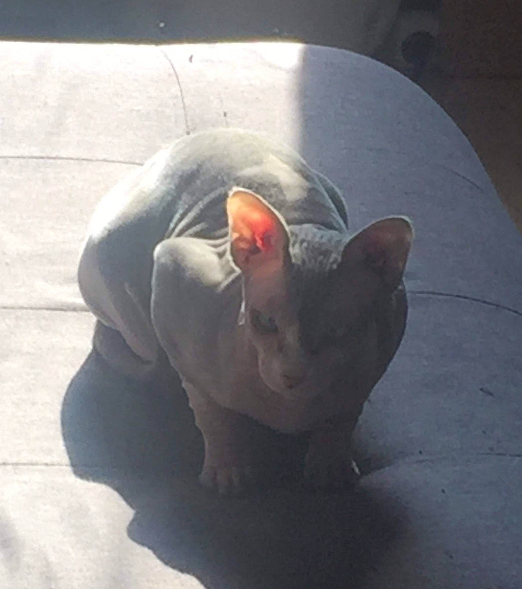 Beerus participe au concours pour gagner de l'argent avec cette photo : bull_terrier, carnivore, cat, comfort, companion_dog, dog_breed, ear, fawn, felidae, flooring, fur, grey, metal, paw, sitting, small_to_medium_sized_cats, snout, tail, terrestrial_animal, whiskers