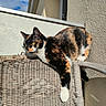 Skynet participe au concours pour gagner de l'argent avec cette photo : cat, calico, wicker_chair, outdoor, balcony, sunlight, yellow_eyes, feline, pet, animal, texture, wall, sky, clouds, perched, resting, whiskers, curious, paw, fur