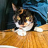 Skynet a rejoint le concours — aidez-le/la à gagner de superbes lots ! cat, calico_cat, yellow_eyes, whiskers, paws, wooden_floor, fabric, blue_cloth, indoor, pet, curious, animal, playful, close_up, resting, feline, whiskers_visible, floor, domestic_cat, cute