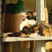 Skynet a rejoint le concours — aidez-le/la à gagner de superbes lots ! cat, calico, yawning, sunlight, cat_tree, indoor, whiskers, pet, feline, relaxed, fur, animal, cozy, resting, mouth_open, natural_light, home, window, shadow, claws