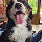 Aiko a rejoint le concours — aidez-le/la à gagner de superbes lots ! dog, bernese_mountain_dog, puppy, tongue_out, indoor, smiling, happy, pet, fur, black, white, brown, face, mouth, nose, person, window, curtains, jeans, floor