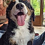 dog, bernese_mountain_dog, puppy, tongue_out, indoor, smiling, happy, pet, fur, black, white, brown, face, mouth, nose, person, window, curtains, jeans, floor
