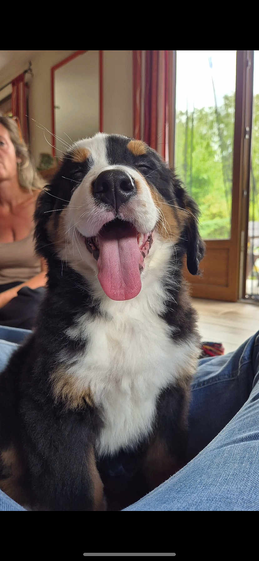 Aiko a rejoint le concours — aidez-le/la à gagner de superbes lots ! dog, bernese_mountain_dog, puppy, tongue_out, indoor, smiling, happy, pet, fur, black, white, brown, face, mouth, nose, person, window, curtains, jeans, floor