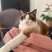 Nala a rejoint le concours — aidez-le/la à gagner de superbes lots ! cat, blue_eyes, white_fur, brown_fur, pink_towel, paw, indoor, furniture, blurred_background, plant, relaxed, close_up, pet, domestic_animal, table, cozy, soft_texture, portrait, animal, cute